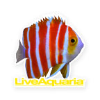 LiveAquaria® Peppermint Angelfish Cling