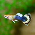 Sunray Guppy, Male