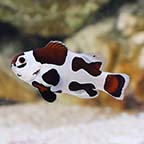  Captive-Bred Mocha Storm Clownfish