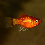 Neon Marigold Mickey Mouse Platy