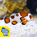 Orange Storm Clownfish, Captive-Bred