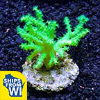 Biota Aquacultured Yellow and Green Sinularia Coral