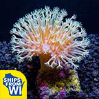 White Polyp Toadstool Coral