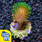 Biota Aquacultured Mountain Dew Toadstool Coral