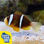 Biota Captive-Bred Blue Striped Clownfish