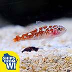 Biota Captive-Bred White Spotted Dwarf Goby