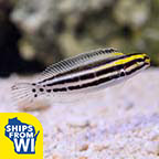 Biota Captive-Bred Striped Blenny