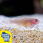 Biota Captive-Bred Ring Eyed Goby