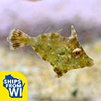 Aiptasia Eating Filefish