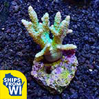 Biota Aquacultured Fuzzy Fat Finger Coral