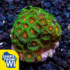 Palauan Zoanthid, Aqaucultured, Biota