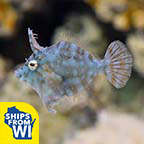 Biota Captive-Bred Radial Filefish