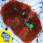 Red Mini Carpet Anemone