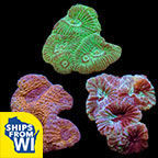 Premium Aquacultured Brain Coral Packs	