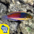 Bluehead Fairy Wrasse