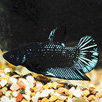 Black Starfire Plakat Betta