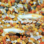 Red Eye Blue Endler Guppy Group, Male