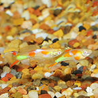 Calico Red Eye Endler Guppy Group, Male