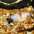 Tiger Mickey Mouse Platy