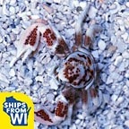 Porcelain Anemone Crab