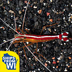 Scarlet Skunk Cleaner Shrimp