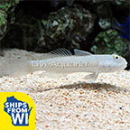 Sleeper Blue Dot Goby