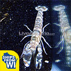 Tiger Snapping Shrimp