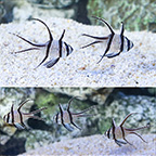 Kaudern's Cardinalfish Kaudern's Cardinalfish