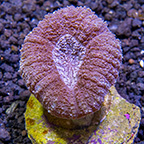 ORA® Aquacultured Lobophyllia Coral
