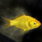 Lemon Gold Comet Goldfish
