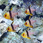 Pajama Cardinalfish Trio with 2 FREE Pajama Cardinals