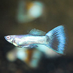 Red Eye Sky Blue Topaz Guppy