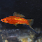 Red Comet Swordtail