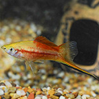 Pineapple Wag Swordtail