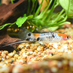 Tricolor Swordtail Group