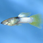 Pingu Guppy Group, Male