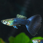 Half Black Guppy