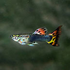 Dragon Cobra Guppy Group, Male