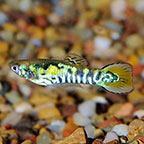 Yellow Tiger Endler's Guppy Group, Male