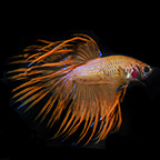 Orange Crowntail Betta, Male