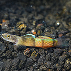 Flying Arrow Goby