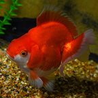 Premium Jumbo Ryukin Goldfish, Assorted