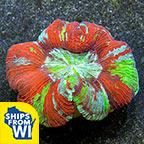 Wellso Folded Brain Coral, Rainbow