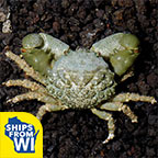 Emerald Crab