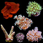 LiveAquaria® CCGC Aquacultured Coral Frag 5 Pack, Silver