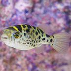 Green Spotted Puffer