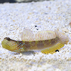 Lagoon Shrimp Goby