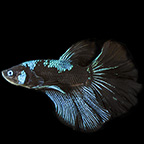 Blue Avatar Plakat Betta, Male