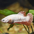 Dragon Scale Orange Halfmoon Plakat Betta, Male