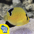 Goldflake Angelfish, Juvenile